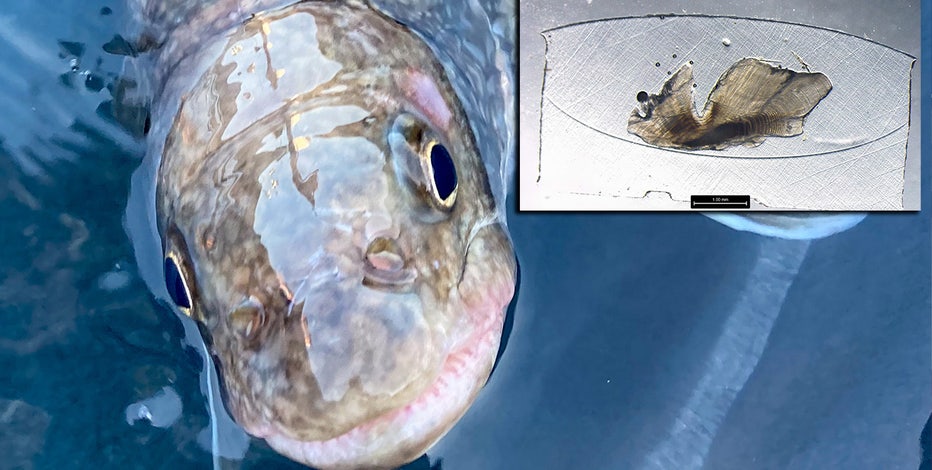 Oldest-ever Great Lakes lake trout recorded in Lake Superior