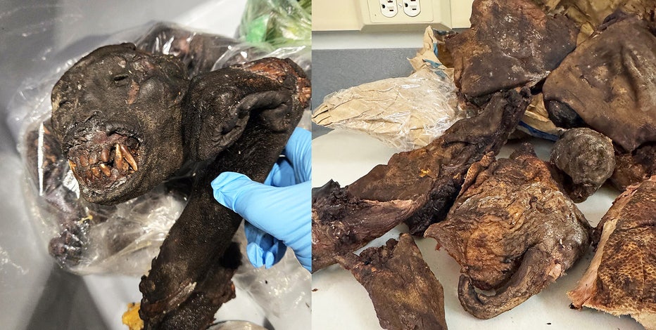 Rodent, primate meat discovered in travelers' luggage at Detroit Metro Airport