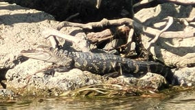 Gator on Belle Isle? DNR investigating 'credible' alligator sighting on Belle Isle
