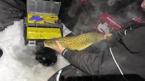 Wildlife regulators approve burbot catch limits in Michigan