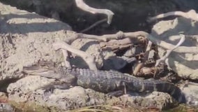 Searching for 'credible' alligator spotted on Belle Isle