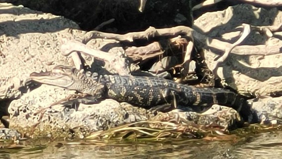 Gator on Belle Isle? DNR investigating 'credible' alligator sighting on Belle Isle