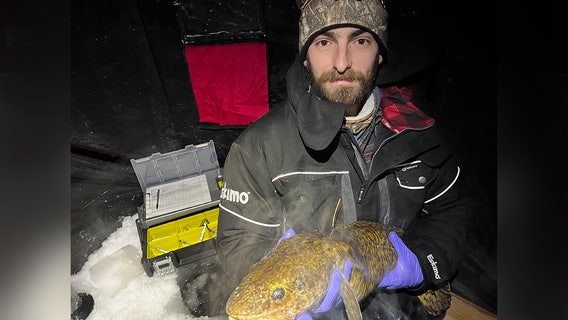 Burbot fishing booms in Michigan, worrying researchers and anglers that the species is faltering