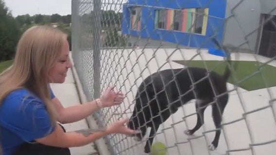 Abused, neglected pets find forever homes with Michigan Animal Rescue League in Pontiac