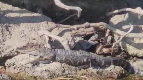 Searching for 'credible' alligator spotted on Belle Isle