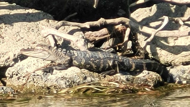 Gator on Belle Isle? DNR investigating 'credible' alligator sighting on Belle Isle