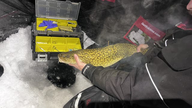 Wildlife regulators approve burbot catch limits in Michigan