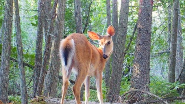 More hunting on Beaver Island? Michigan wants 20 more days of harvesting antlerless deer