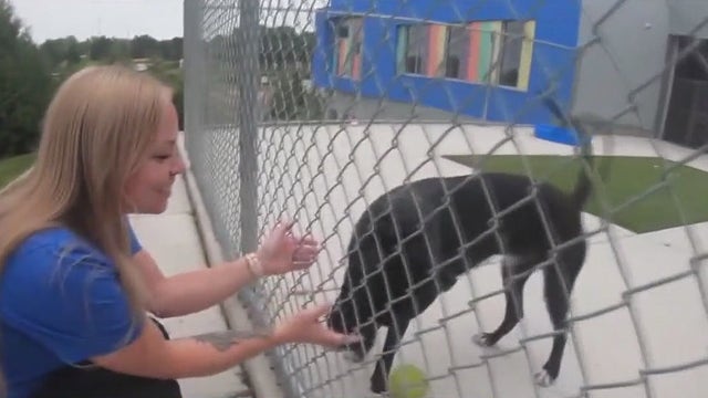 Abused, neglected pets find forever homes with Michigan Animal Rescue League in Pontiac