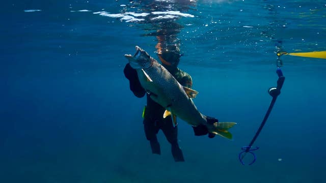 More Great Lakes spearfishing? Michigan anglers push for better opportunities