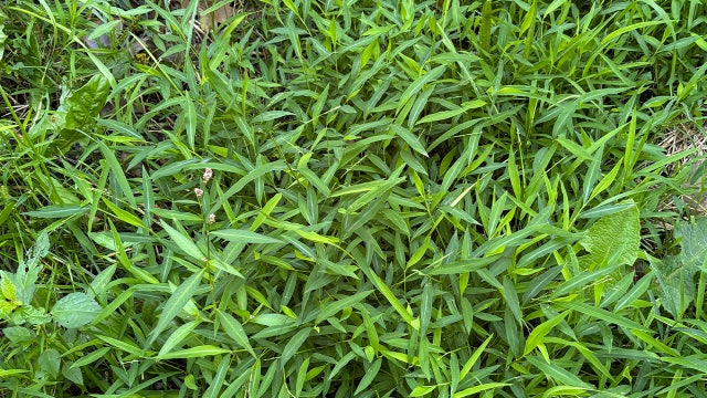 Invasive Stiltgrass discoveries in Michigan requiring chemical treatment for removal