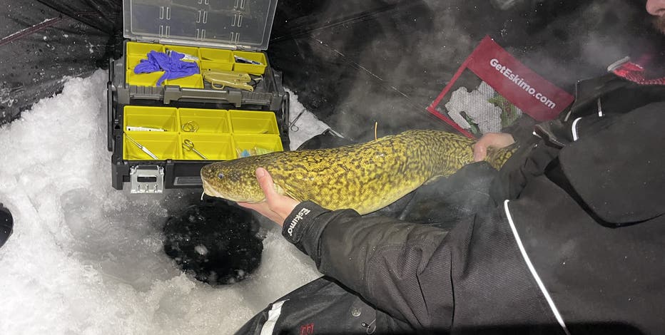 Wildlife regulators approve burbot catch limits in Michigan