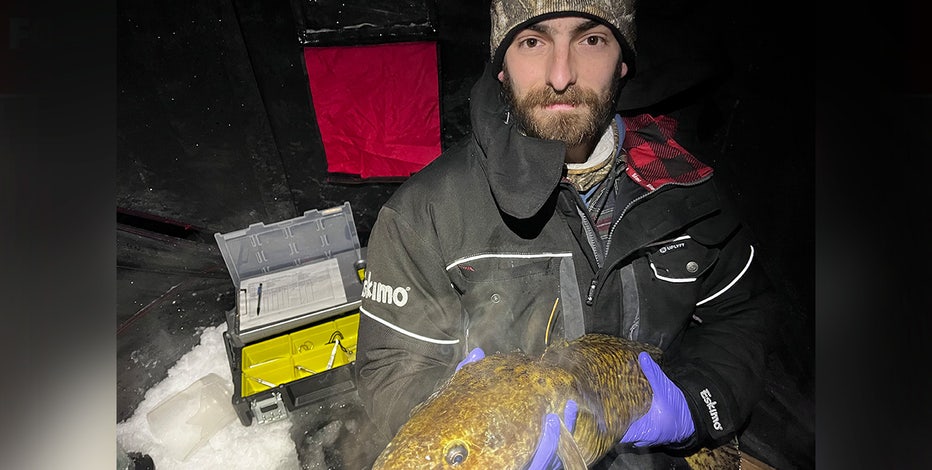 Burbot fishing booms in Michigan, worrying researchers and anglers that the species is faltering
