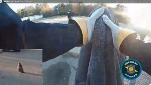 State police rescue injured red-tailed hawk in northern Michigan