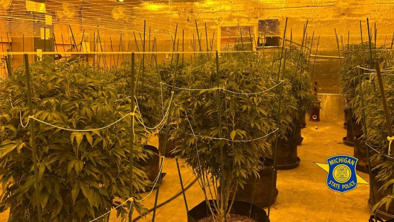 illegal-pot-operations.jpg?ve=
