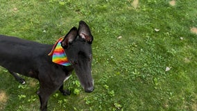 Southfield's first dog park opens soon