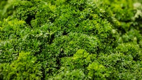 Parsley sold in Michigan recalled over possible salmonella contamination