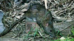 Rattiest cities: Detroit again ranks in top 10