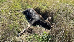 Moose collisions surging in northern Michigan: What's behind climbing numbers?
