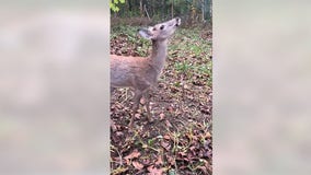Michigan deer won't be euthanized by DNR after uproar from lawmakers, animal rights group