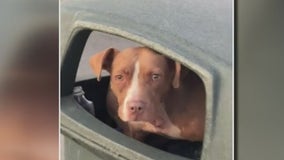 Detroit woman on the search for a wounded dog found in trash on social media