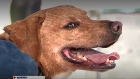 Shelter dog has spent over 4 years waiting for a special home