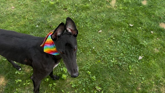 Southfield's first dog park opens soon