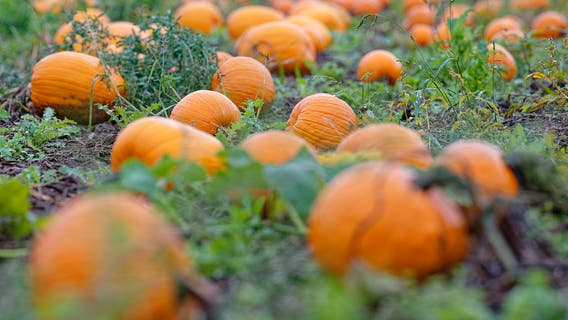 Metro Detroit weather: October starts with a brief dip in temperatures