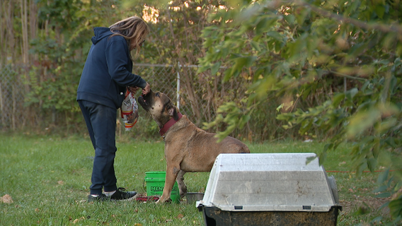 Metro Detroit woman rescues neglected dogs and cats, giving them another chance at life