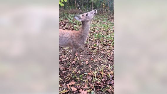 Michigan deer won't be euthanized by DNR after uproar from lawmakers, animal rights group