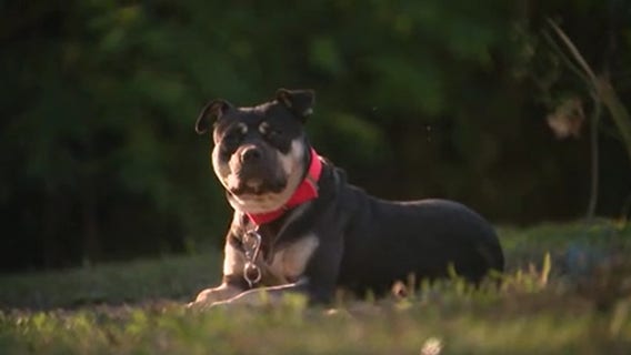 Detroit Dog Rescue takes notice of Metro Detroit woman rescuing neglected dogs and cats