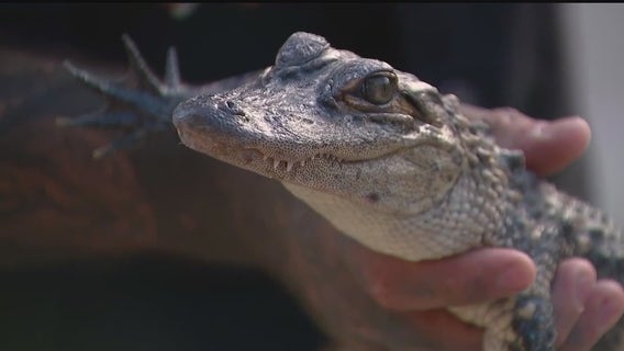 Belle Isle alligator found and sent to Westland 'Great Lakes Serpentarium'