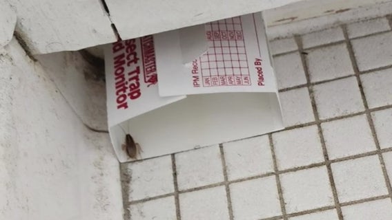 Southfield apartment tenant faces eviction following roach dispute