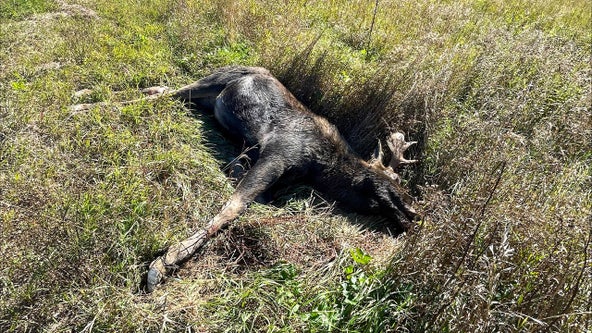What's behind the surge in moose-vehicle collisions in Northern Michigan?