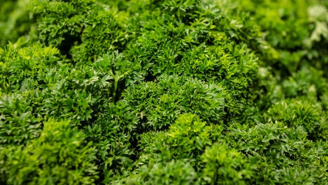 Parsley sold in Michigan recalled over possible salmonella contamination