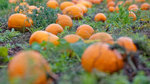 Metro Detroit weather: October starts with a brief dip in temperatures