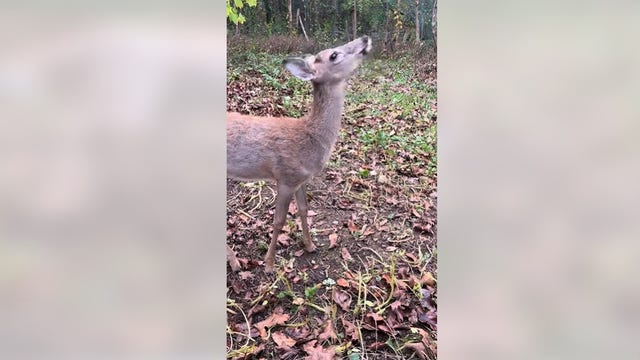 Michigan deer won't be euthanized by DNR after uproar from lawmakers, animal rights group