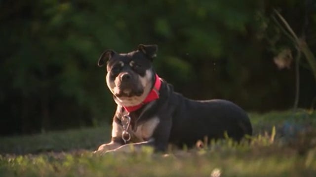 Detroit Dog Rescue takes notice of Metro Detroit woman rescuing neglected dogs and cats