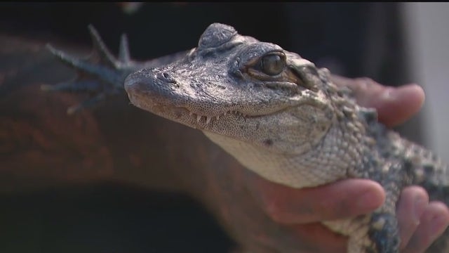 Belle Isle alligator found and sent to Westland 'Great Lakes Serpentarium'