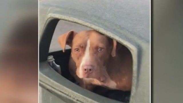 Detroit woman on the search for a wounded dog found in trash on social media