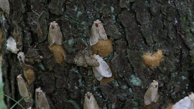Spongy Moth egg mass sightings in Macomb County prompt warning for the public