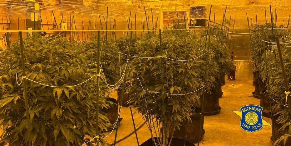 Michigan police seize hundreds of marijuana plants from black market grow operations