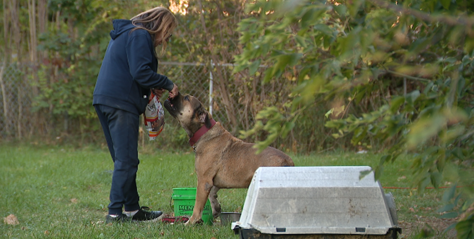 Metro Detroit woman rescues neglected dogs and cats, giving them another chance at life