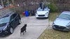 'There is a goat outside': Goat runs amok in Detroit, found by two brothers on city’s west side