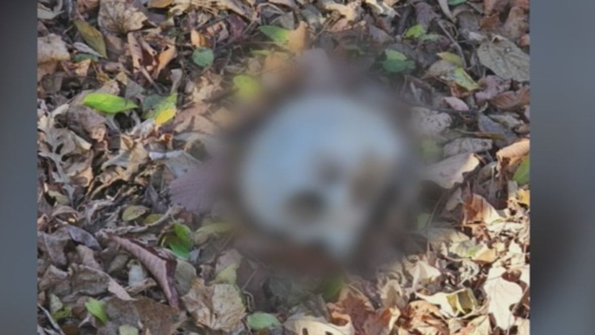 Suspected human skull found by workers in Wayne