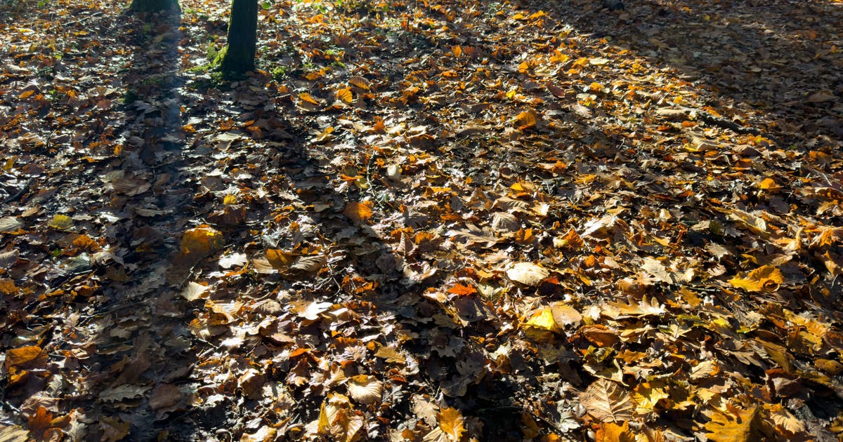 Mild start to Thanksgiving week ahead of looming cold front with ...