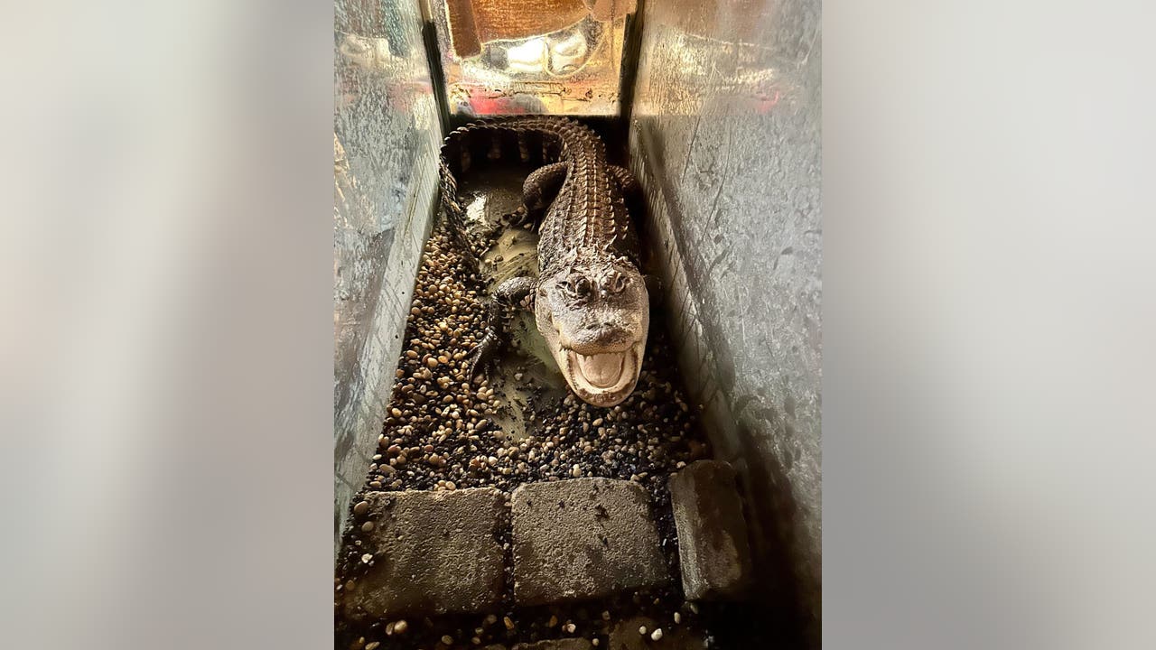 Detroit woman finds alligator in recently-deceased son's bedroom