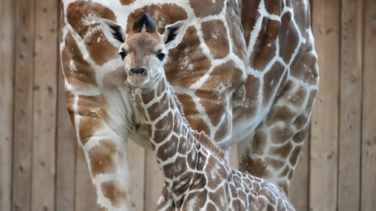 Meet the Detroit Zoo's newest member