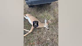 Sound of gunshots leads to discovery of illegal hunting site in Brownstown