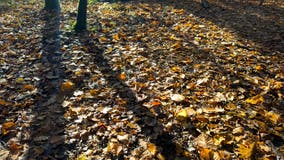 Mild start to Thanksgiving week ahead of looming cold front with precipitation likely